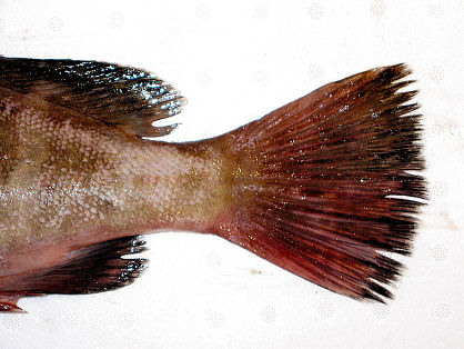 Epinephelus_diacanthus_8